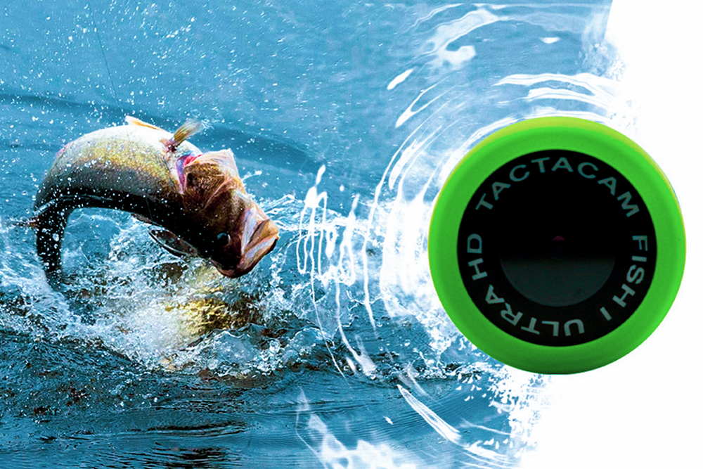 The Best Cameras for Capturing Fish in Motion
