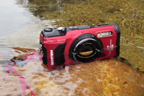 The Best Cameras for Capturing Fish in Motion