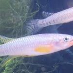 The Best Epiplatys Species for Home Aquariums The Best Epiplatys Species for Home Aquariums