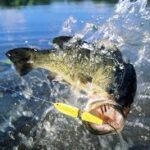 The Best Fishing Techniques for Catching Big Game Fish The Best Fishing Techniques for Catching Big Game Fish