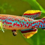 The Best Killifish Species for Planted Tanks The Best Killifish Species for Planted Tanks