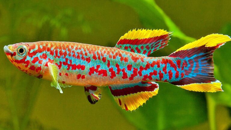 The Best Killifish Species for Planted Tanks