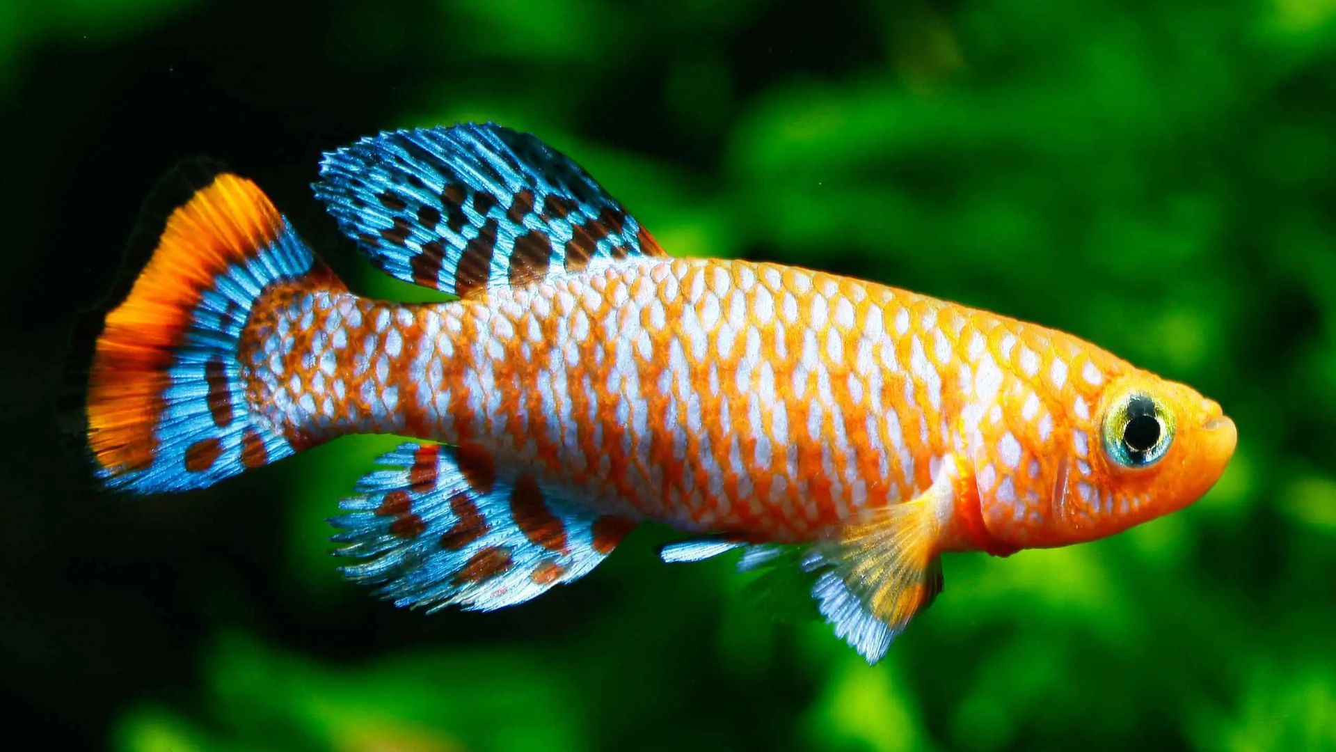 The Best Killifish Species for Planted Tanks
