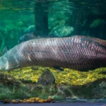 The Best Natural Habitats for Capturing Wild Fish Photography The Best Natural Habitats for Capturing Wild Fish Photography