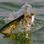 The Best Settings for Capturing Fish Movement
