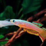 The Best Tank Setup for Aphyosemion Species The Best Tank Setup for Aphyosemion Species