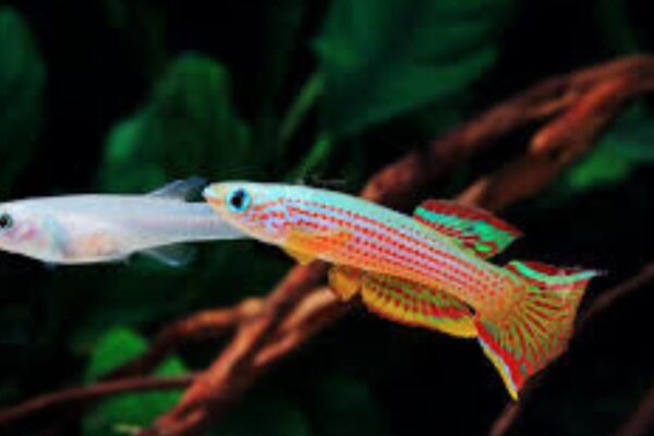 The Best Tank Setup for Aphyosemion Species