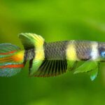 The Best Water Parameters for Keeping Killifish Happy The Best Water Parameters for Keeping Killifish Happy