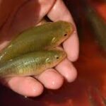 The Evolution of Killifish: How These Unique Fish Adapt to Extreme Environments