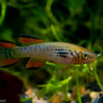 The Most Colorful Killifish Species for Home Aquariums