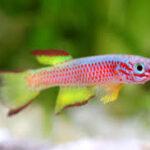 The Most Popular Aphyosemion Species for Home Aquariums The Most Popular Aphyosemion Species for Home Aquariums