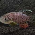 The Most Rare and Exotic Killifish Species in the World The Most Rare and Exotic Killifish Species in the World