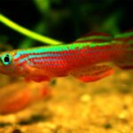 The Most Stunning Aphyosemion Killifish Varieties