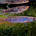 The Most Underrated Epiplatys Species in the Aquarium Hobby