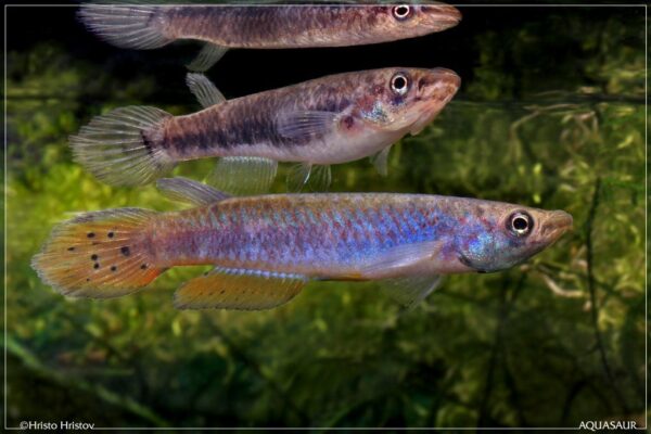 The Most Underrated Epiplatys Species in the Aquarium Hobby