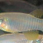 The Role of Water Chemistry in Keeping Aphyosemion Healthy The Role of Water Chemistry in Keeping Aphyosemion Healthy