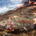 The Science of Catch-and-Release: Best Practices for Ethical Fishing