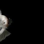 Top Apps and Software for Editing Fish Photography