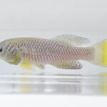 Understanding the Lifespan of Different Killifish Species