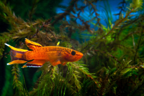 Understanding the Natural Habitat of Aphyosemion Fish