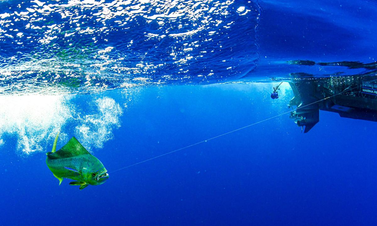 Underwater Fish Photography Tips and Tricks
