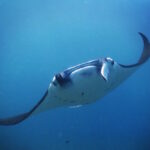 Underwater Fish Photography: Tips and Tricks Underwater Fish Photography Tips and Tricks