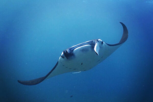 Underwater Fish Photography Tips and Tricks
