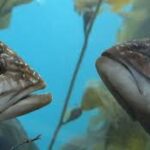 Underwater Fish Photography: Tips for Capturing Stunning Shots