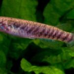 Unique Features of Popular Killifish Species Unique Features of Popular Killifish Species