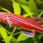 Why Aphyosemion Species Are Perfect for Small Tanks