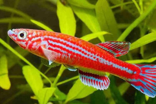 Why Aphyosemion Species Are Perfect for Small Tanks