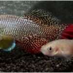 Wild vs. Captive Killifish: Key Differences Wild vs. Captive Killifish Key Differences
